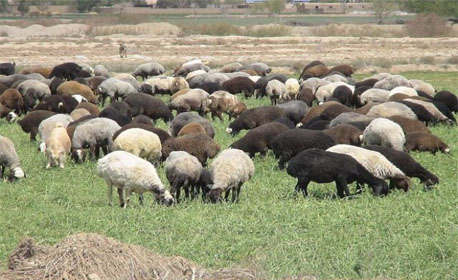 ثبت نخستین انجمن نژادی گوسفند کشور